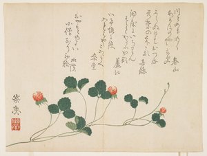 ラズベリー（色木版画） 作： Saigyo